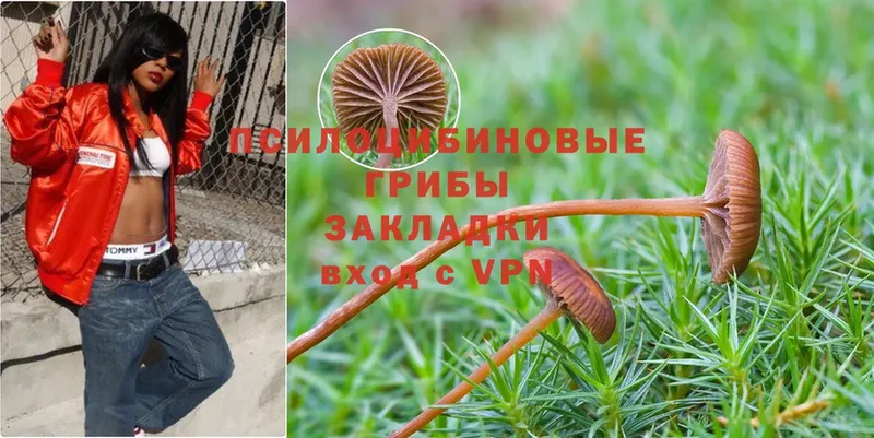 Галлюциногенные грибы Magic Shrooms  где продают   Дятьково 